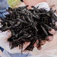 Mulci Negru - 6 saci de 50L