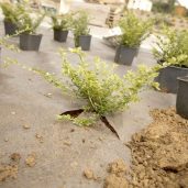 pdp_953766-Rootbarrier-Unkrautvlies-Dupont-Plantex-Gold-10